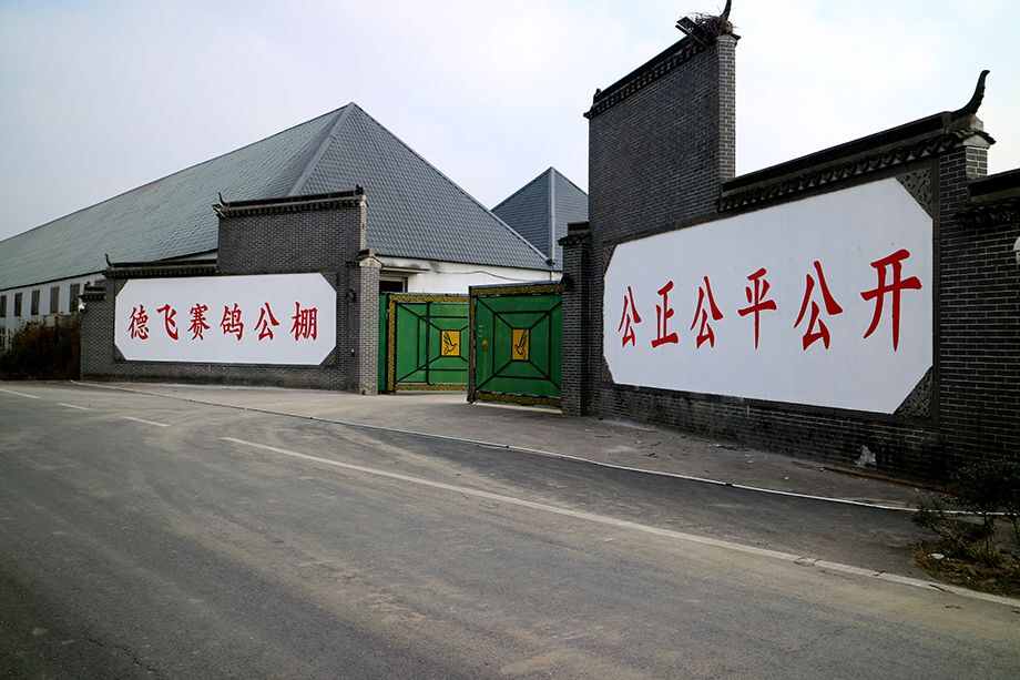 浙江德飞赛鸽公棚(秋棚)